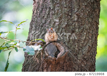 野生動物 リス 哺乳類 67219908