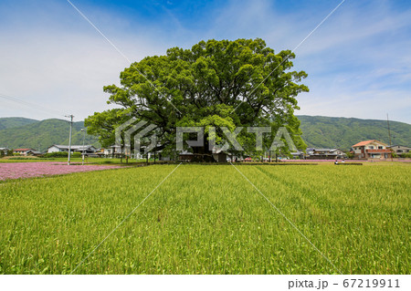 徳島県　春　東みよし町　加茂の大クス 67219911