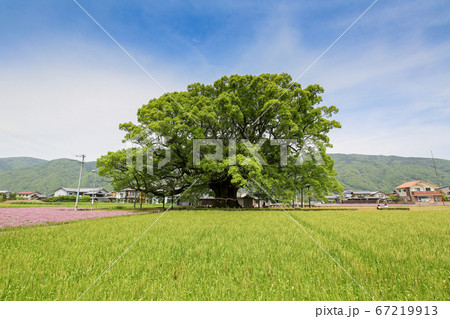 徳島県　春　東みよし町　加茂の大クス 67219913
