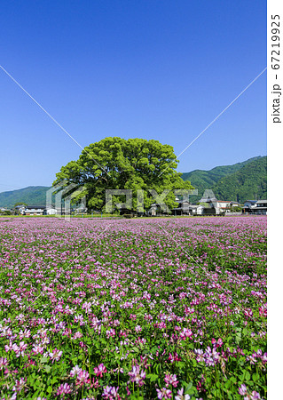徳島県 春 東みよし町 加茂の大クス 徳島県 春 東みよし町 加茂の大クス 67219925