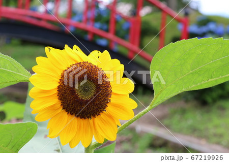 公園に咲くひまわり 公園に咲くひまわり 67219926