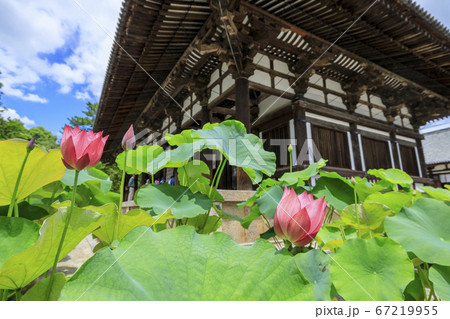 唐招提寺　境内に咲くハスの花々 67219955