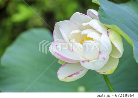 唐招提寺 境内に咲くハスの花々 唐招提寺 境内に咲くハスの花々 67219964
