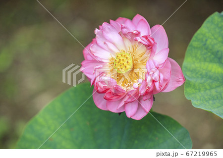 唐招提寺 境内に咲くハスの花々 唐招提寺 境内に咲くハスの花々 67219965