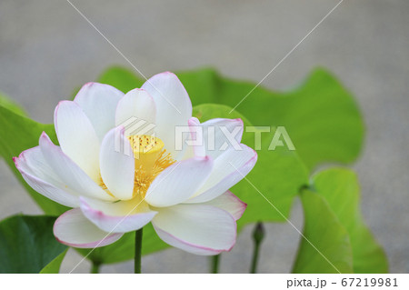 唐招提寺　境内に咲くハスの花々 67219981