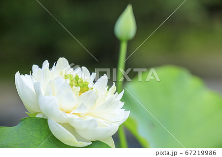 唐招提寺　境内に咲くハスの花々 67219986