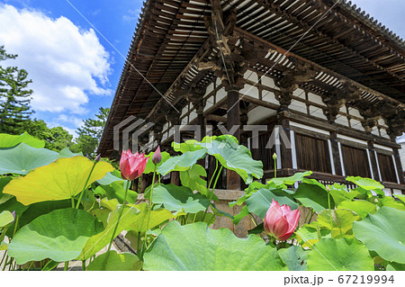 唐招提寺　境内に咲くハスの花々 67219994