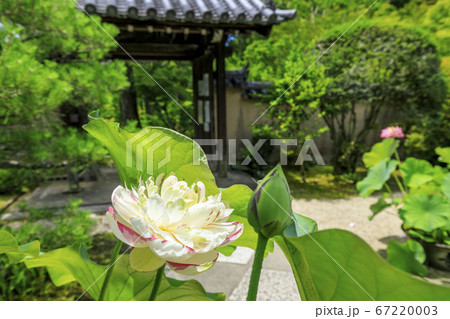 唐招提寺 境内に咲くハスの花々 唐招提寺 境内に咲くハスの花々 67220003