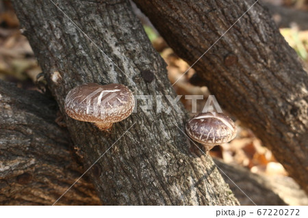 原木しいたけ 原木しいたけ 67220272