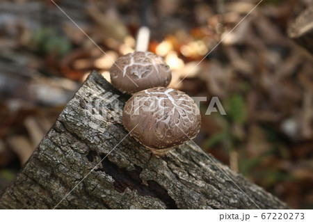 原木しいたけ 原木しいたけ 67220273