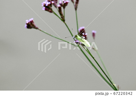 川辺のモンシロチョウ 67220342