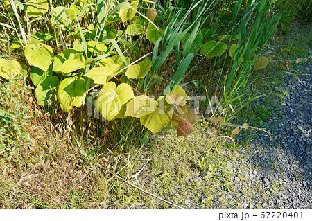 ヤマブドウの葉っぱ 67220401