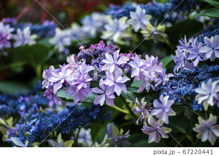 初夏の花 初夏の花 67220441