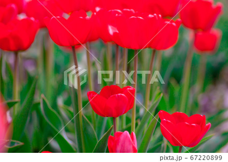 Bright early spring first tulips of red-orange color with large buds in the garden Bright early spring first tulips of red-orange color with large buds in the garden 67220899