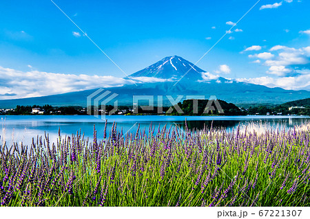 山梨県 河口湖畔の大石公園に咲くラベンダーと富士山 山梨県 河口湖畔の大石公園に咲くラベンダーと富士山 67221307
