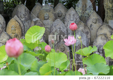 喜光寺　境内に咲く満開のハス 67222110