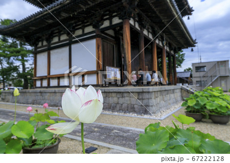 喜光寺 境内に咲く満開のハス 喜光寺 境内に咲く満開のハス 67222128