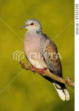 European turtle dove sitting on branch in summer nature. European turtle dove sitting on branch in summer nature. 67222196