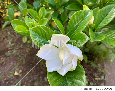 クチナシの花(開花と蕾)/The gardenia クチナシの花(開花と蕾)/The gardenia 67222259