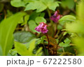 イワカガミ 67222580