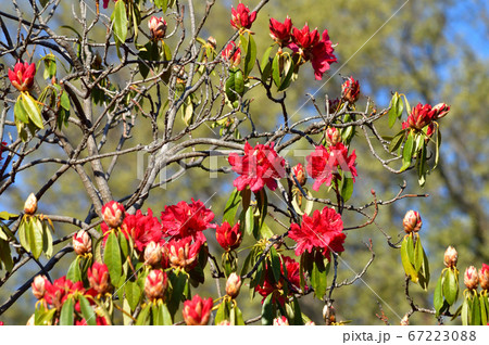 赤い花を付けた春の西洋シャクナゲと推定される樹木を撮影した写真の写真素材