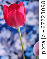 spring flowers banner - red tulip flowers on blue 67223098