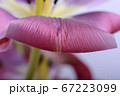 spring flowers banner - pink tulip flowers on 67223099