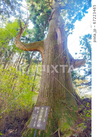 御岳山ハイキング　天狗の腰掛け杉 67223465