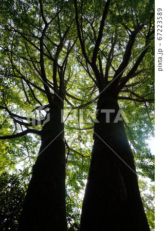 埼玉県　熊谷市　星渓園　星溪園　回遊式庭園　竹井澹如翁　大木　木　自然光　木漏れ日　　 67223589
