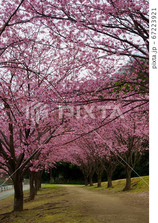 蜂須賀桜 徳島城で満開 桜 花見 蜂須賀桜 徳島城で満開 桜 花見 67223921