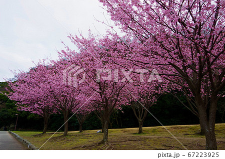 蜂須賀桜　徳島城で満開　桜　花見 67223925
