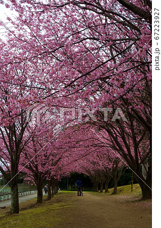 蜂須賀桜 徳島城で満開 桜 花見 蜂須賀桜 徳島城で満開 桜 花見 67223927