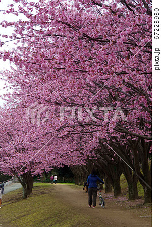 蜂須賀桜　徳島城で満開　桜　花見 67223930