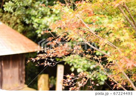紅葉 67224493