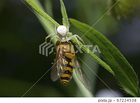Tiny white flower crab spider eating a hoverfly Tiny white flower crab spider eating a hoverfly 67224538