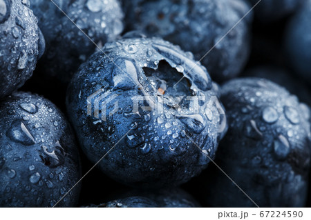 Blueberries close-up in full screen with dewdrops. Blueberries close-up in full screen with dewdrops. 67224590
