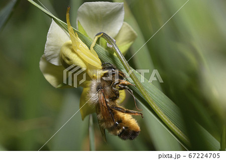 A yellow flower spider eating wild bee A yellow flower spider eating wild bee 67224705