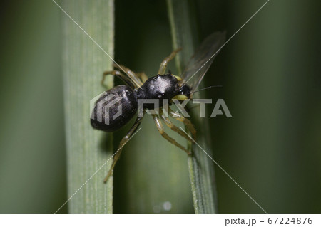 Very small black spider eating a fly sitting on plant stem 67224876