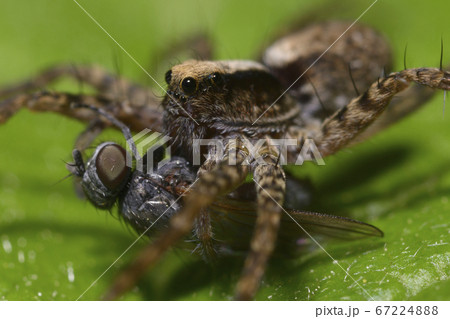 A macro shot of a wolf spider sitting on leaf and eating a fly A macro shot of a wolf spider sitting on leaf and eating a fly 67224888