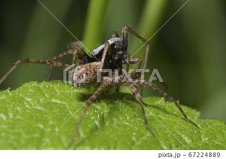 Black wolf spider sitting on leaf and eating another spider 67224889