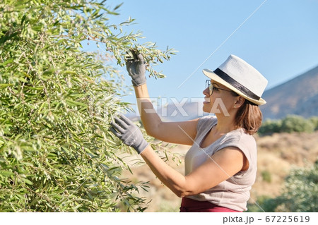 Woman worker inspecting olive trees in the mountains 67225619