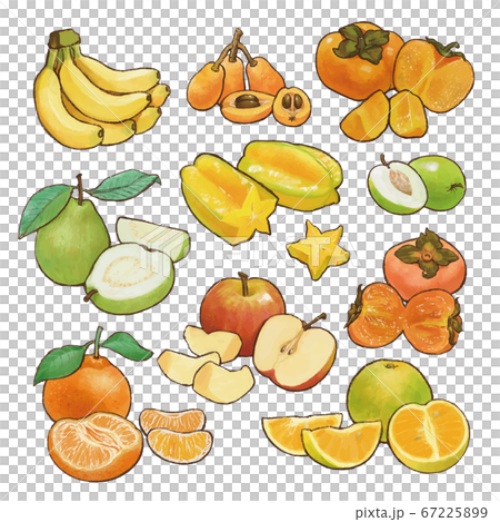 フルーツ 果物 果実 67225899