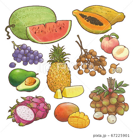 フルーツ 果物 果実のイラスト素材