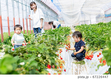家族で苺狩り 幼児 いちご狩り 家族で苺狩り 幼児 いちご狩り 67226447
