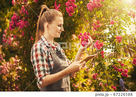 woman agronomist makes quality control breeding of new varieties of roses woman agronomist makes quality control breeding of new varieties of roses 67226588