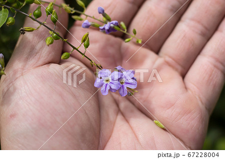 Small white mix violet  flower or  Duranta repens 67228004