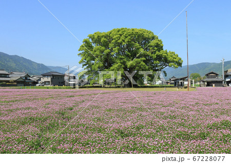 徳島県　春　東みよし町　加茂の大クス 67228077