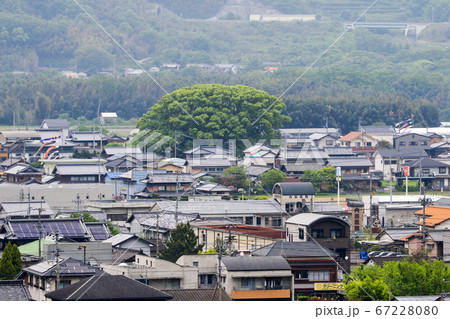 徳島県　春　東みよし町　加茂の大クス 67228080