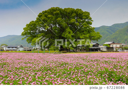 徳島県　春　東みよし町　加茂の大クス 67228086