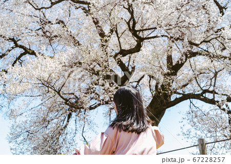 桜の木の前で遊ぶ女の子の写真素材